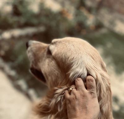 Close-up of a dog owner gently petting their joyful golden retriever.