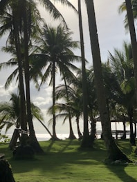 a bench sitting between two palm trees on a lush green field