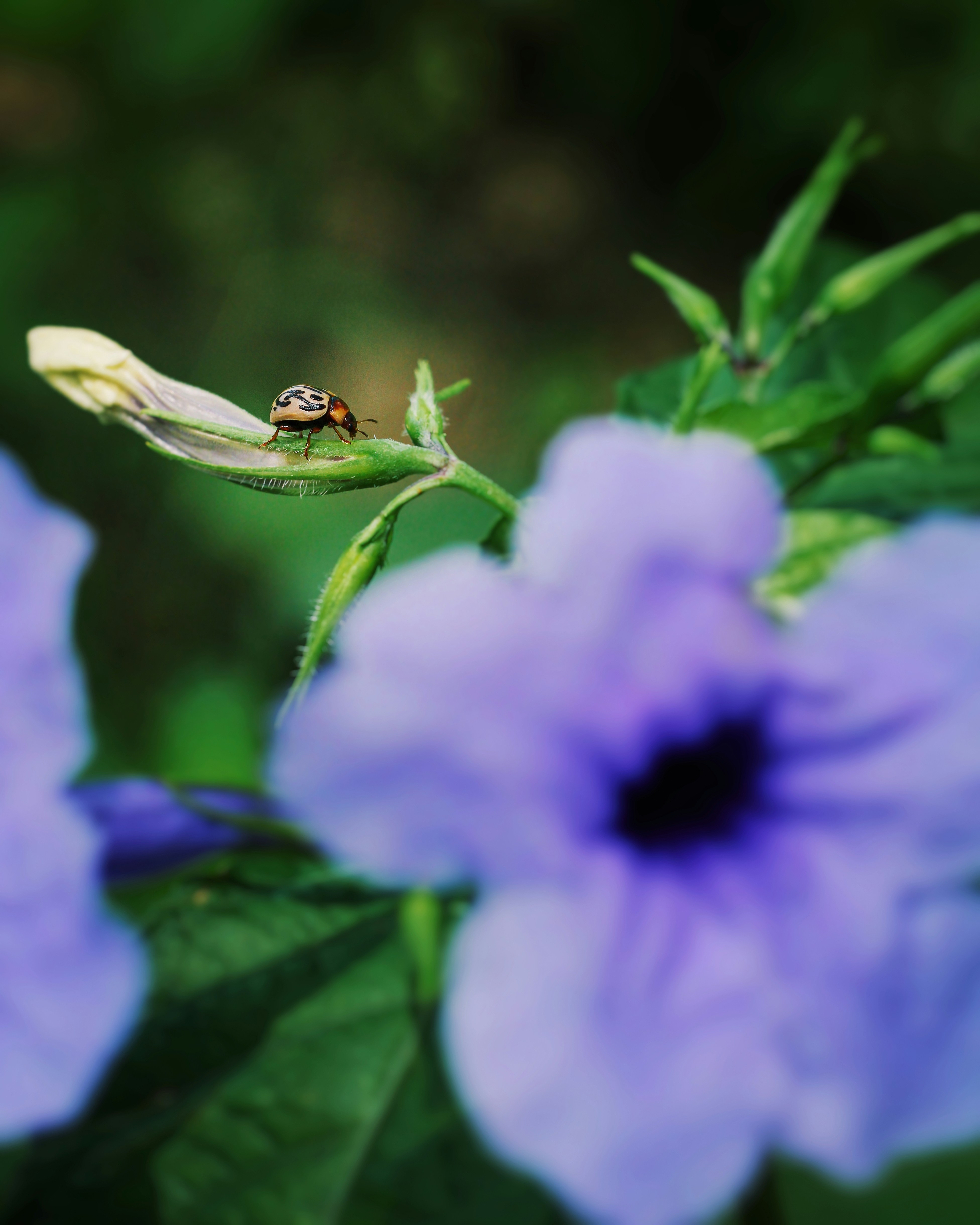 A bug sitting on top of a purple flower photo – Free Insect Image on ...