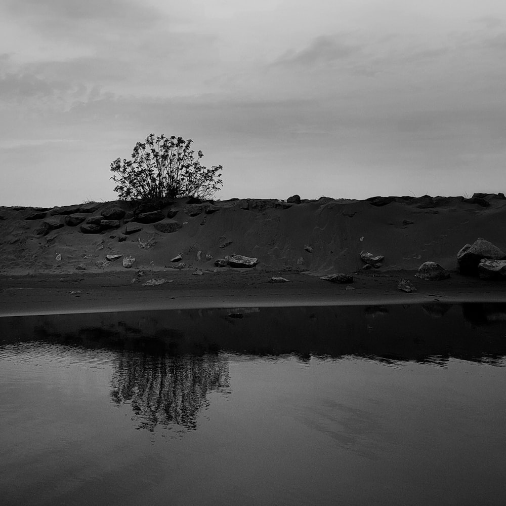 a black and white photo of a tree and a body of water