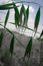 Close-up of fresh oats growing in a lush green field under a clear blue sky.