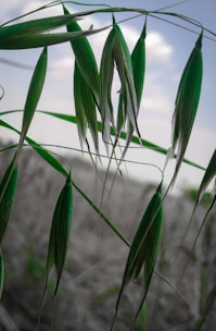 Close-up of fresh oats growing in a lush green field under a clear blue sky.