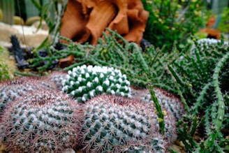 A variety of cacti and succulents with different textures and colors, featuring spherical shapes with sharp spines, surrounded by lush greenery and a wooden structure in the background.