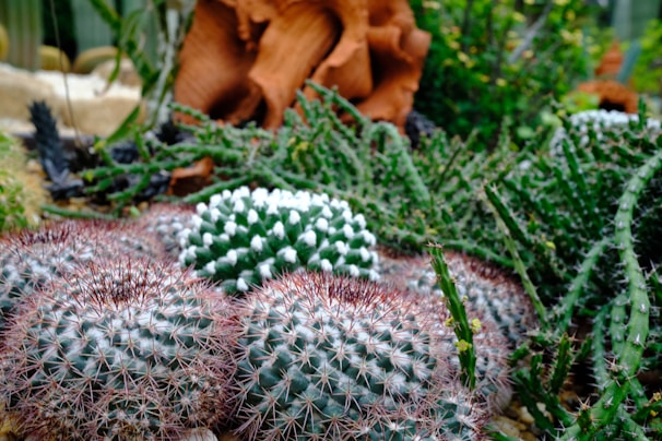 A variety of cacti and succulents with different textures and colors, featuring spherical shapes with sharp spines, surrounded by lush greenery and a wooden structure in the background.