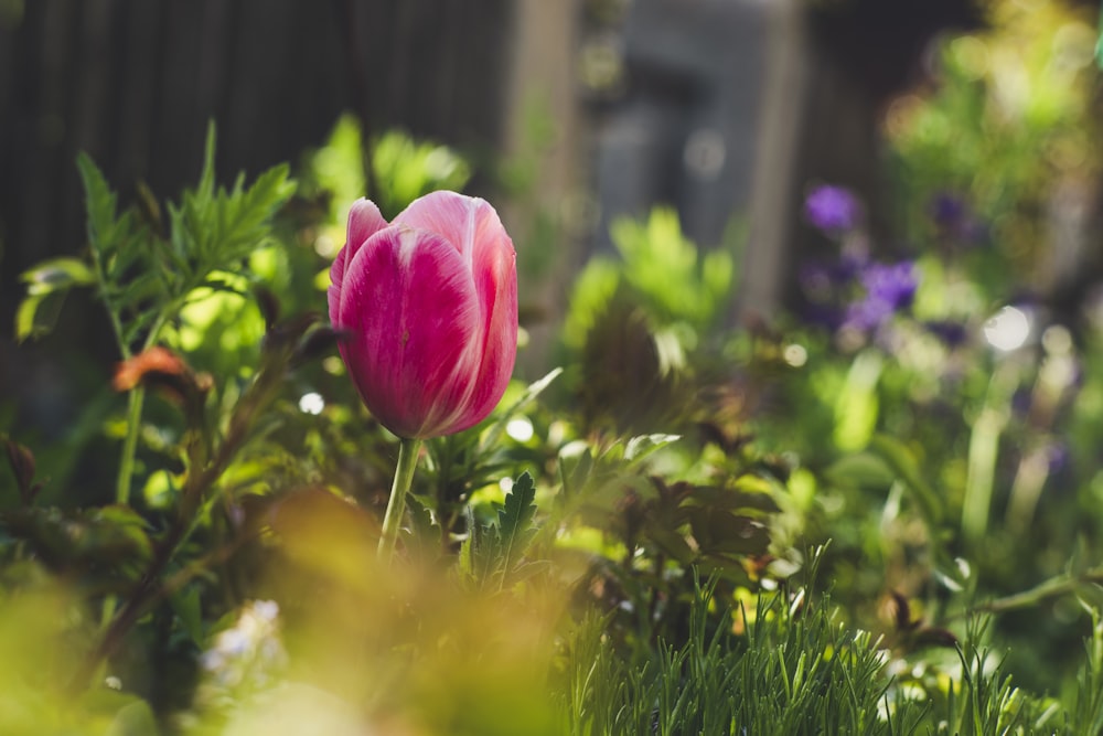 a pink tulip in the middle of a garden