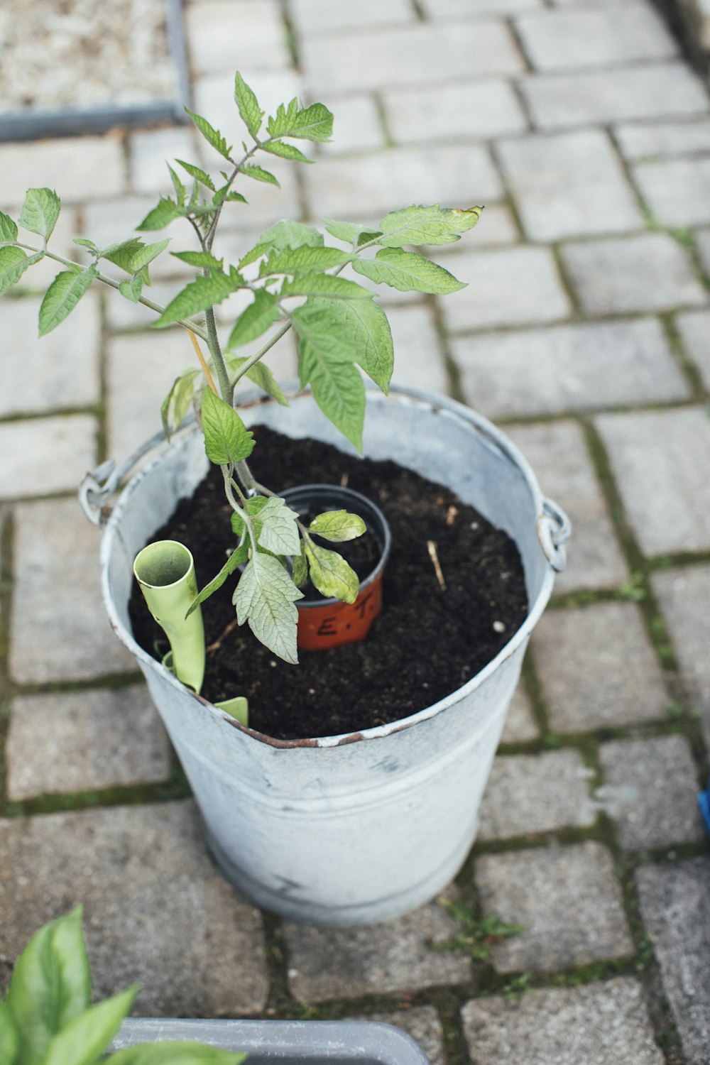 a potted plant is sitting on the ground