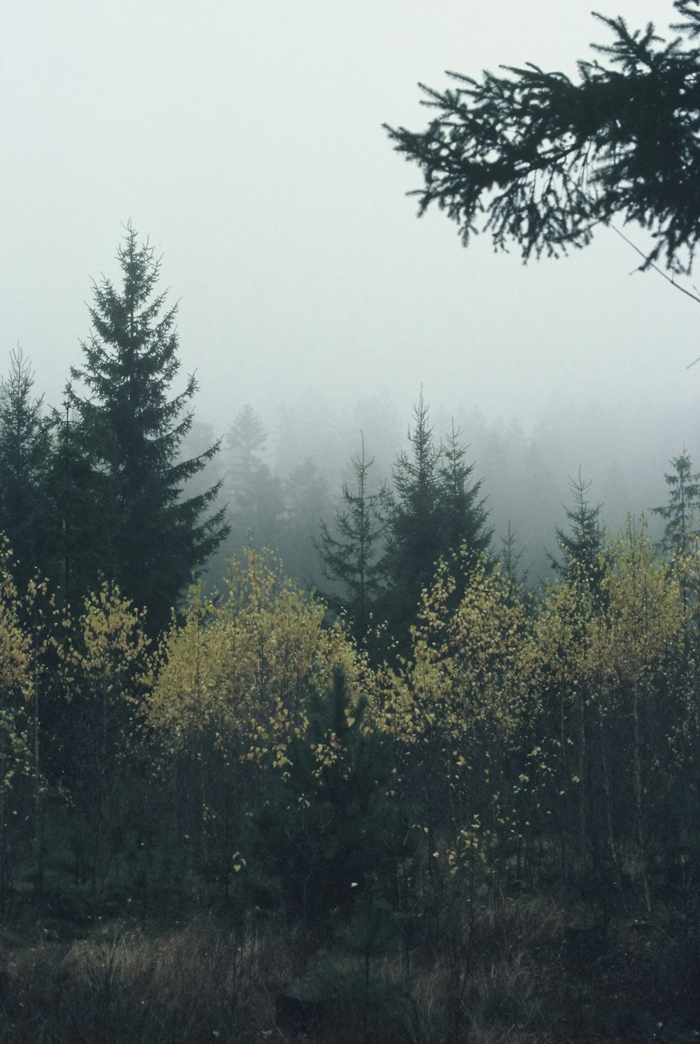 a foggy forest filled with lots of trees