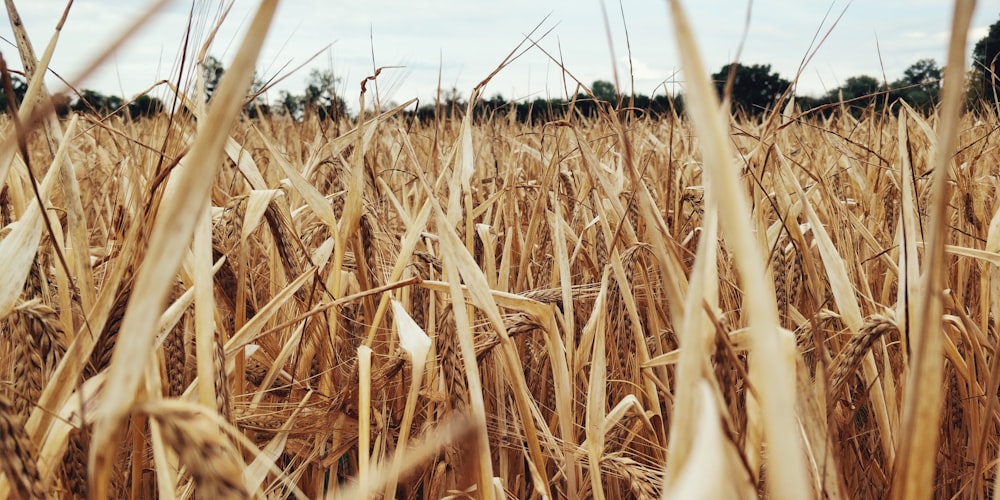 a field of wheat with trees in the background