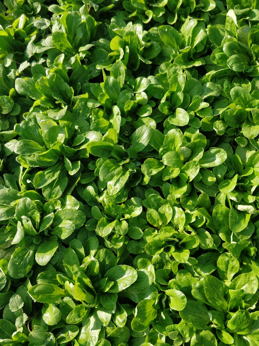 a close up of a bunch of green plants