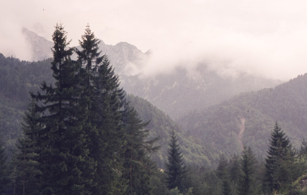 a view of a mountain range with trees in the foreground