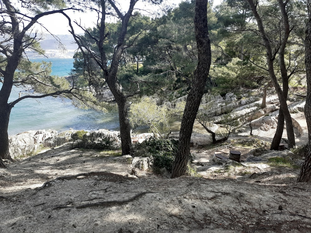 a view of a body of water through some trees