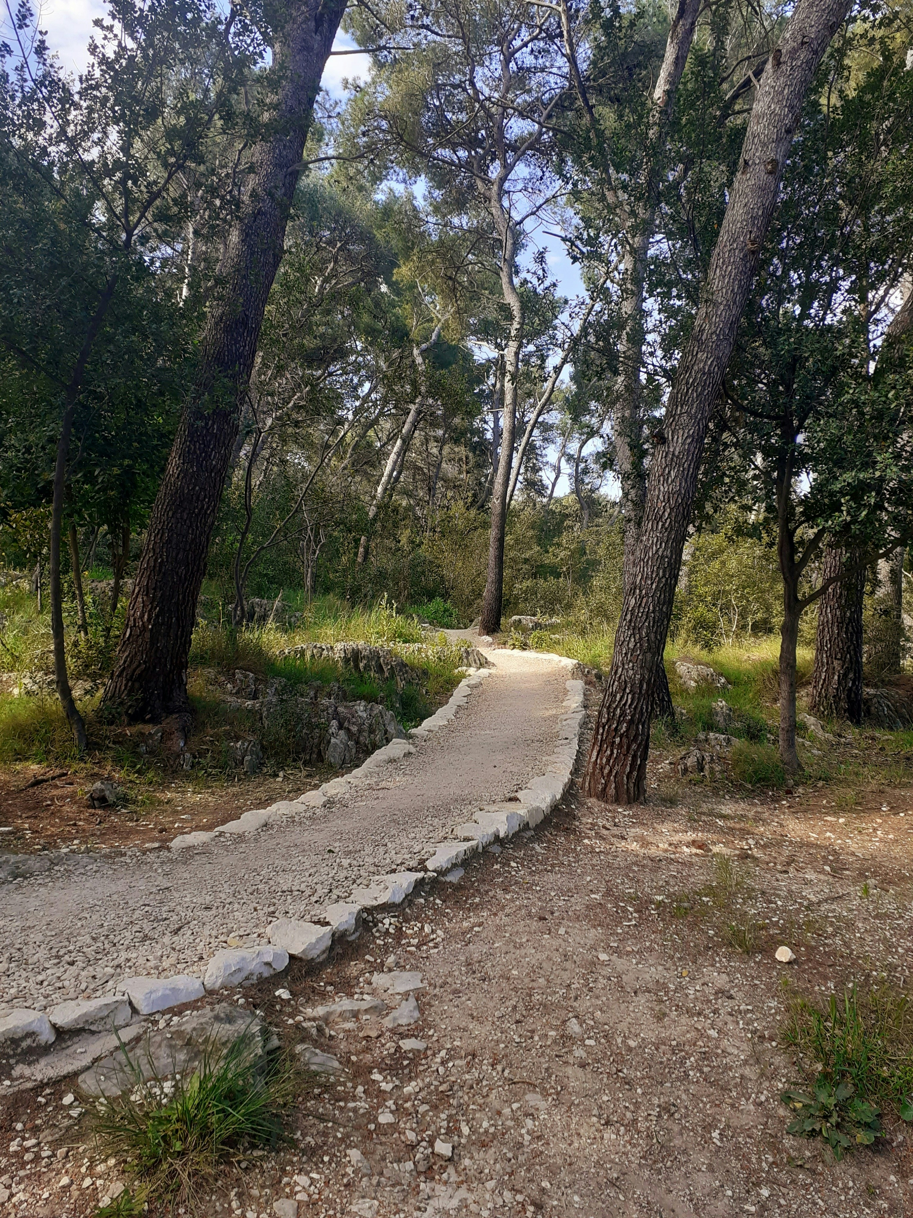 Split Path Pictures | Download Free Images on Unsplash