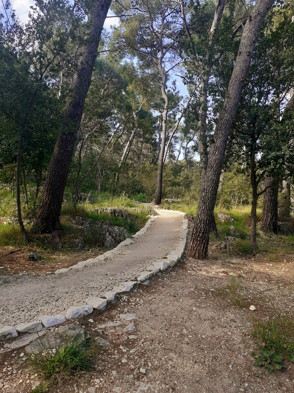 Un camino a través de un bosque con muchos árboles