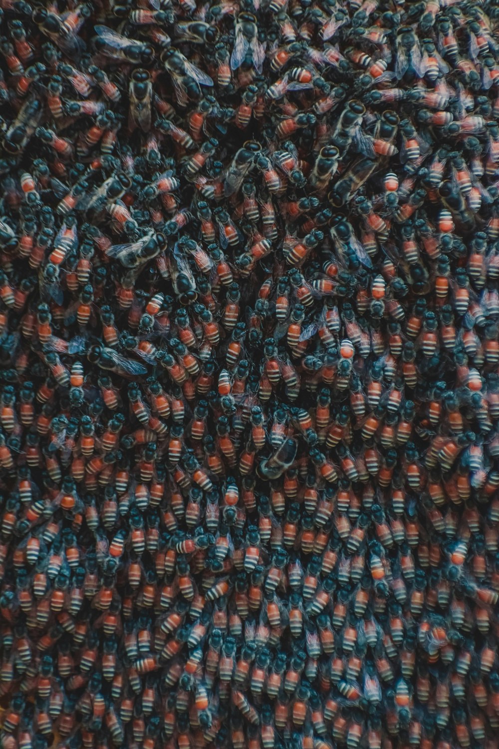 a close up view of a bunch of flies