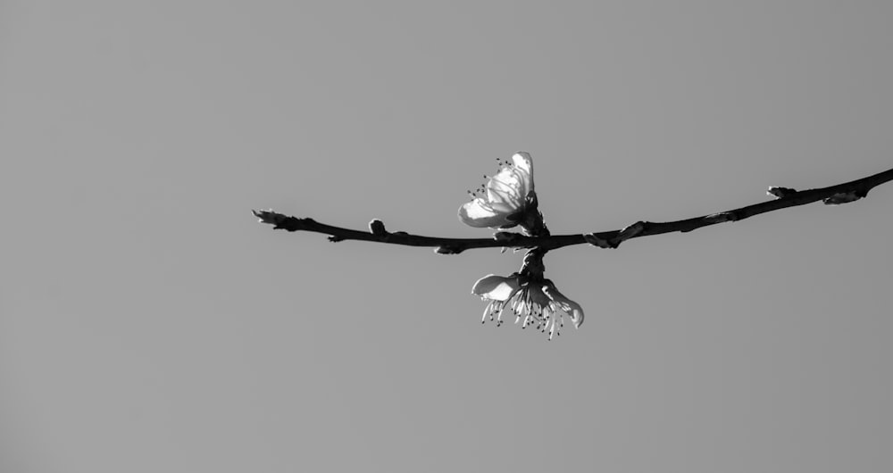 a black and white photo of two butterflies on a branch