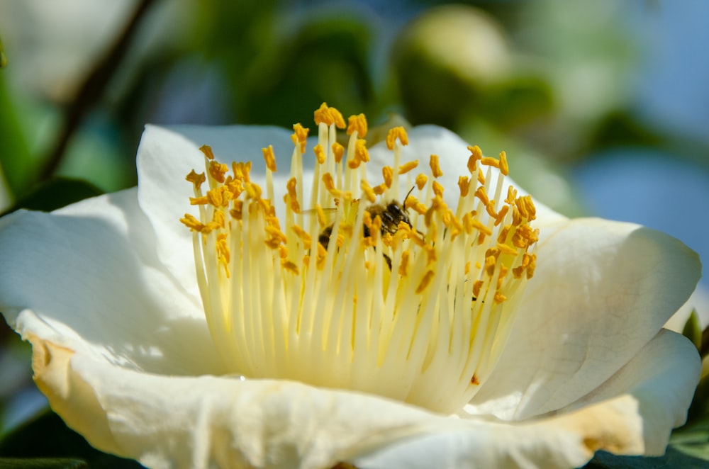 a close up of a white flower with a bee on it