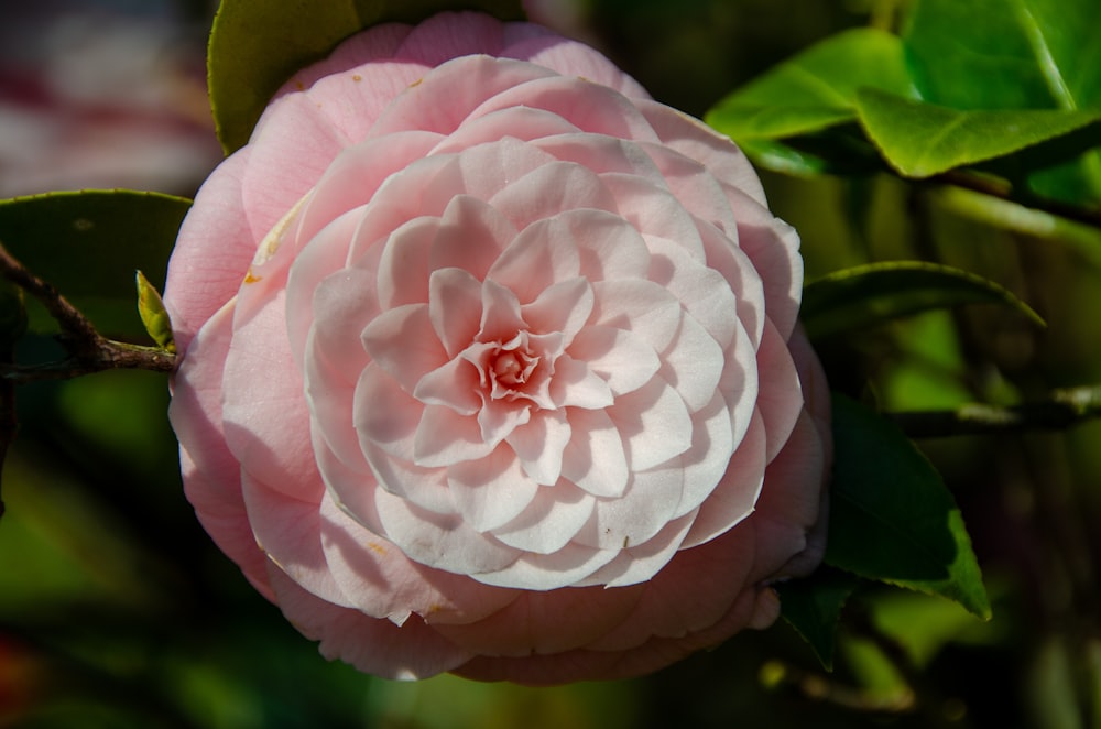 a pink flower with a green leafy background