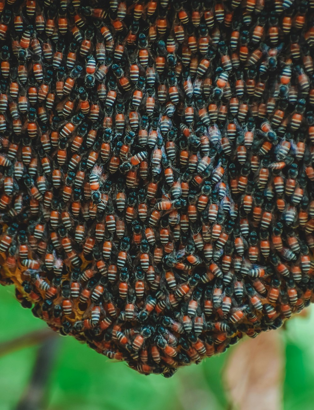 a close up of a beehive hanging from a tree