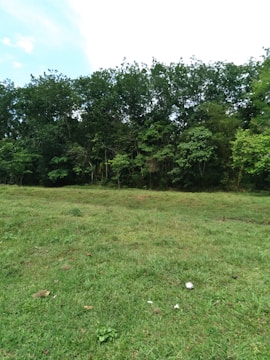 A lush green field in Sambalpur ready for ministry expansion.