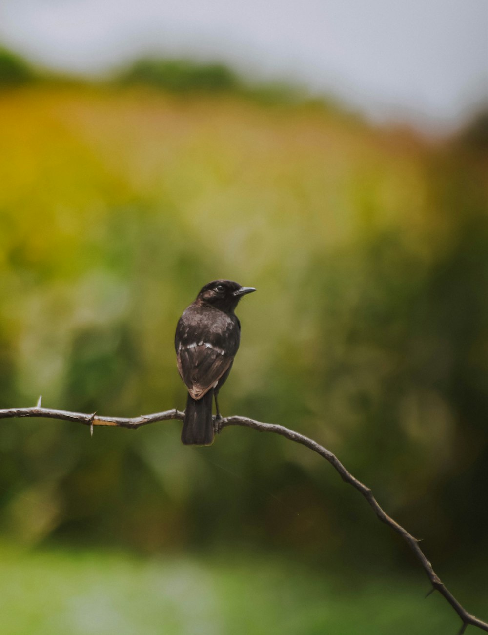 a small black bird sitting on a tree branch