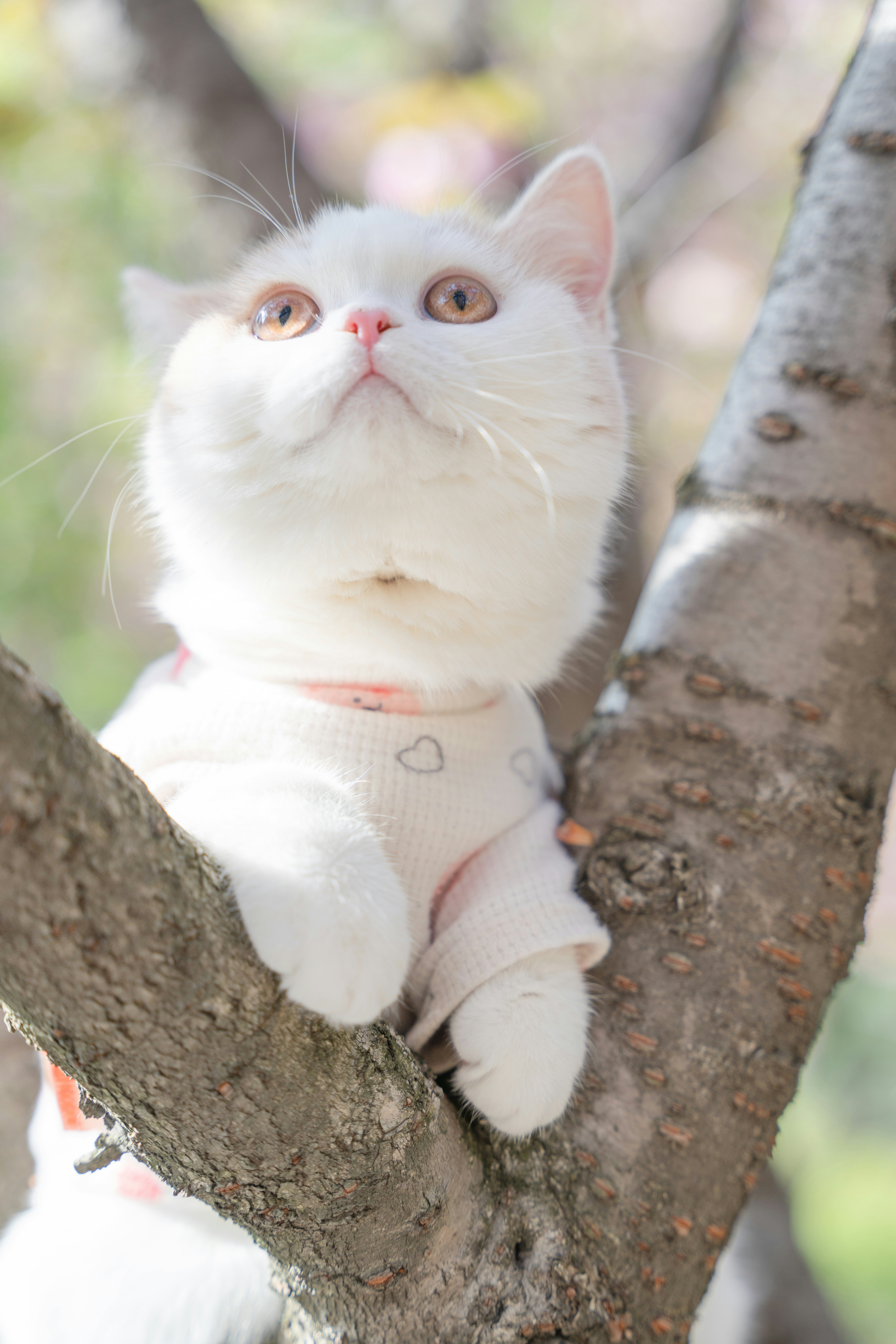 A white cat sitting on top of a tree branch photo – Free Cat Image on ...