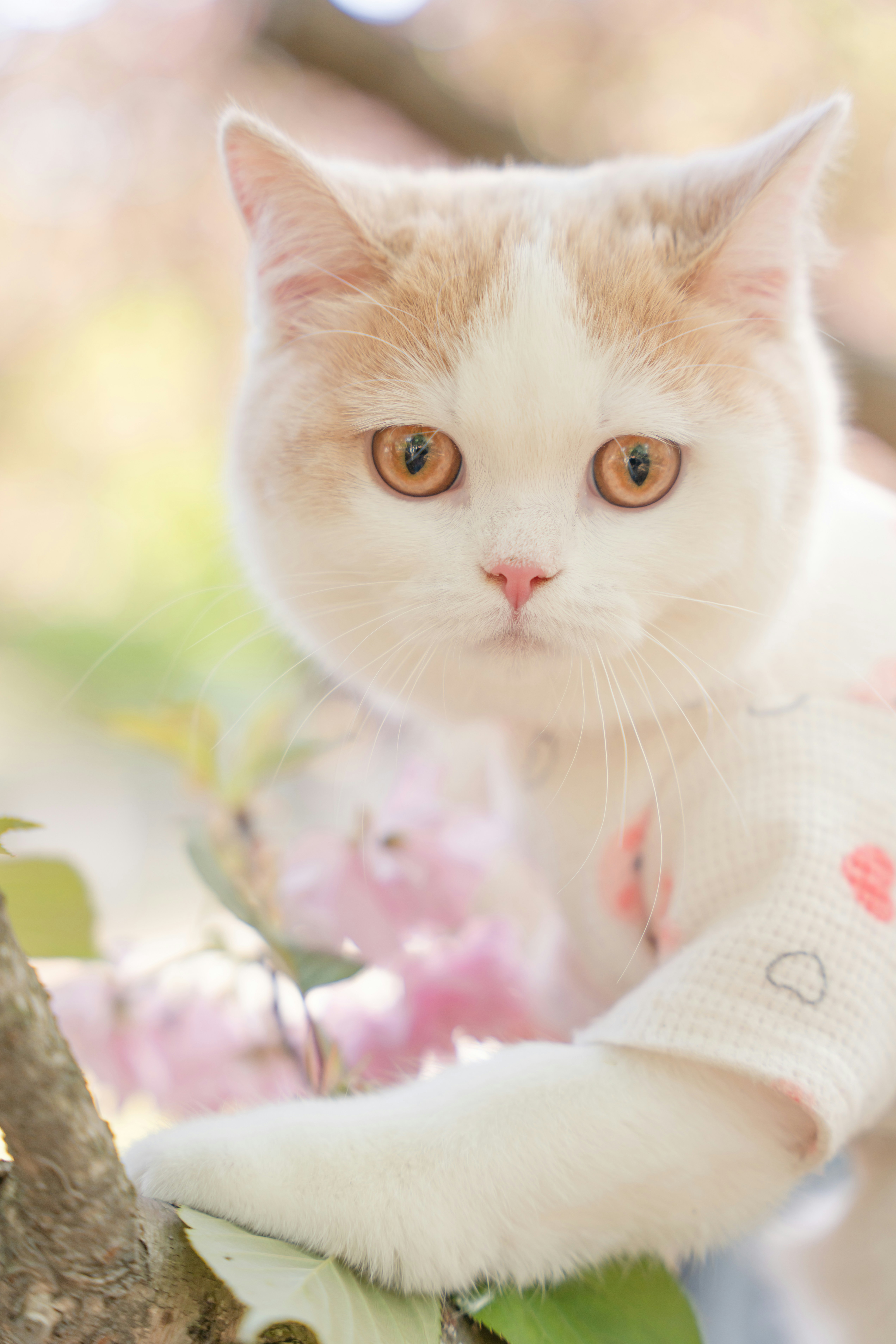 A white cat sitting on top of a tree branch photo – Free Grey Image on ...