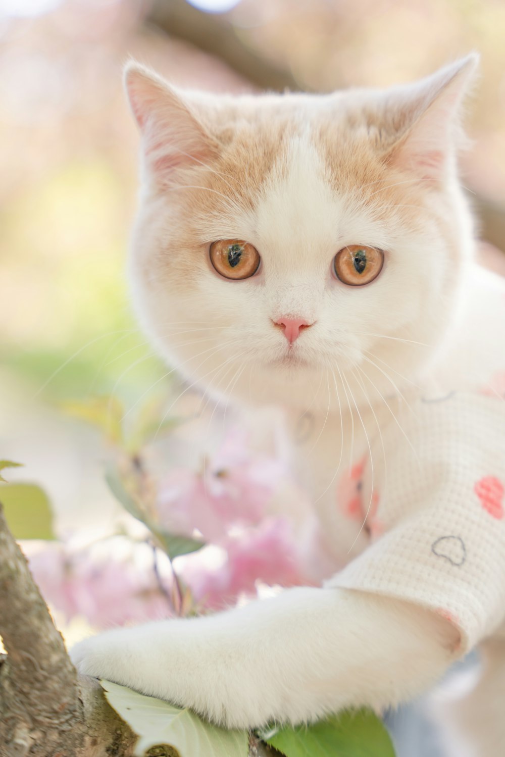 a white cat sitting on top of a tree branch