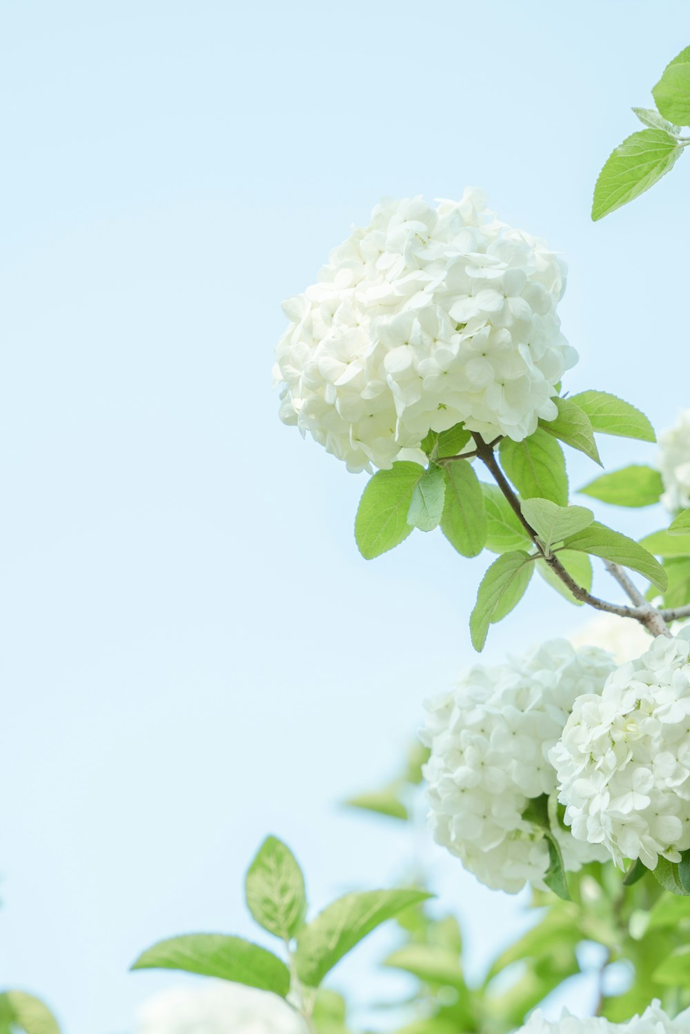 a bunch of white flowers that are on a tree