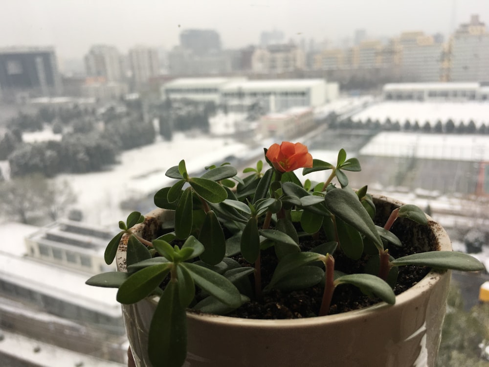 a potted plant on a window sill with a view of a city