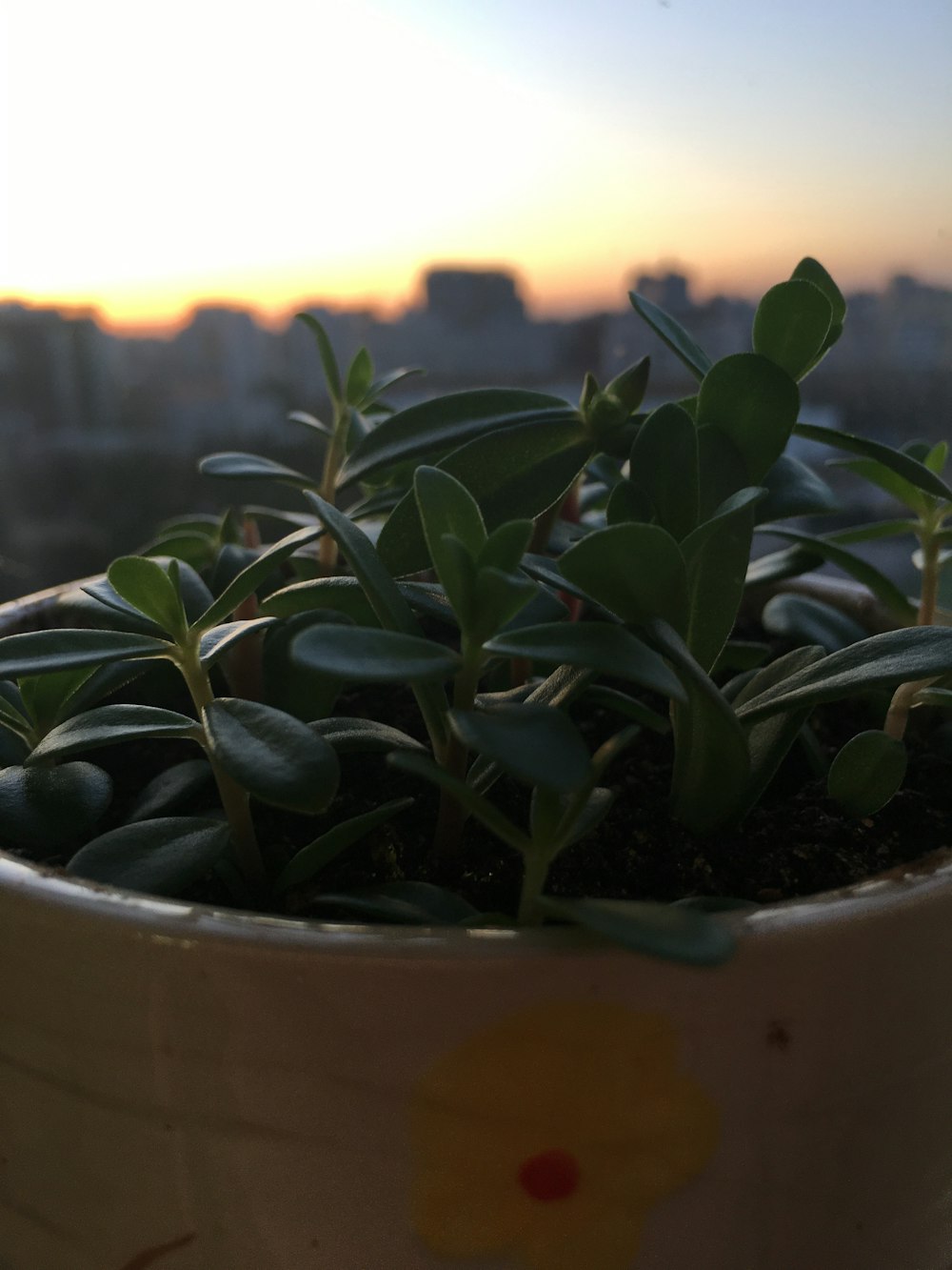 a potted plant with a city in the background