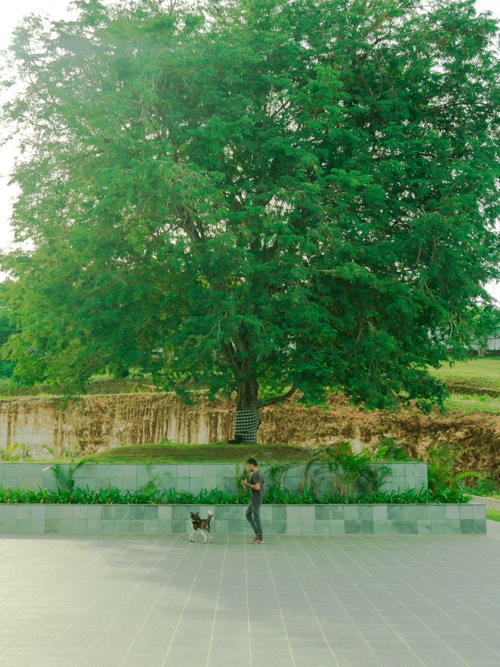 a person standing next to a tree with a dog on a leash