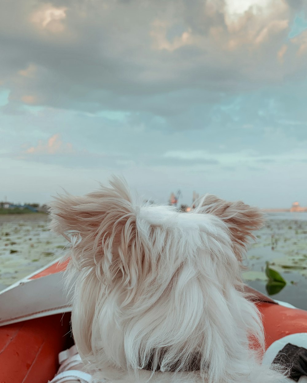 Un piccolo cane bianco seduto sulla cima di una barca