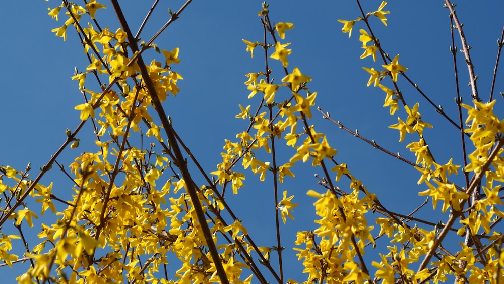木の枝に黄色い花が咲いている