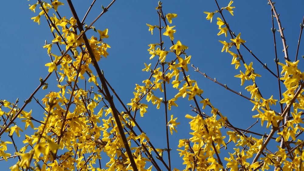 yellow flowers are blooming on the branches of a tree