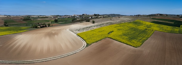 A vibrant Indian farm landscape with farmers working and cattle grazing under a clear sky.
