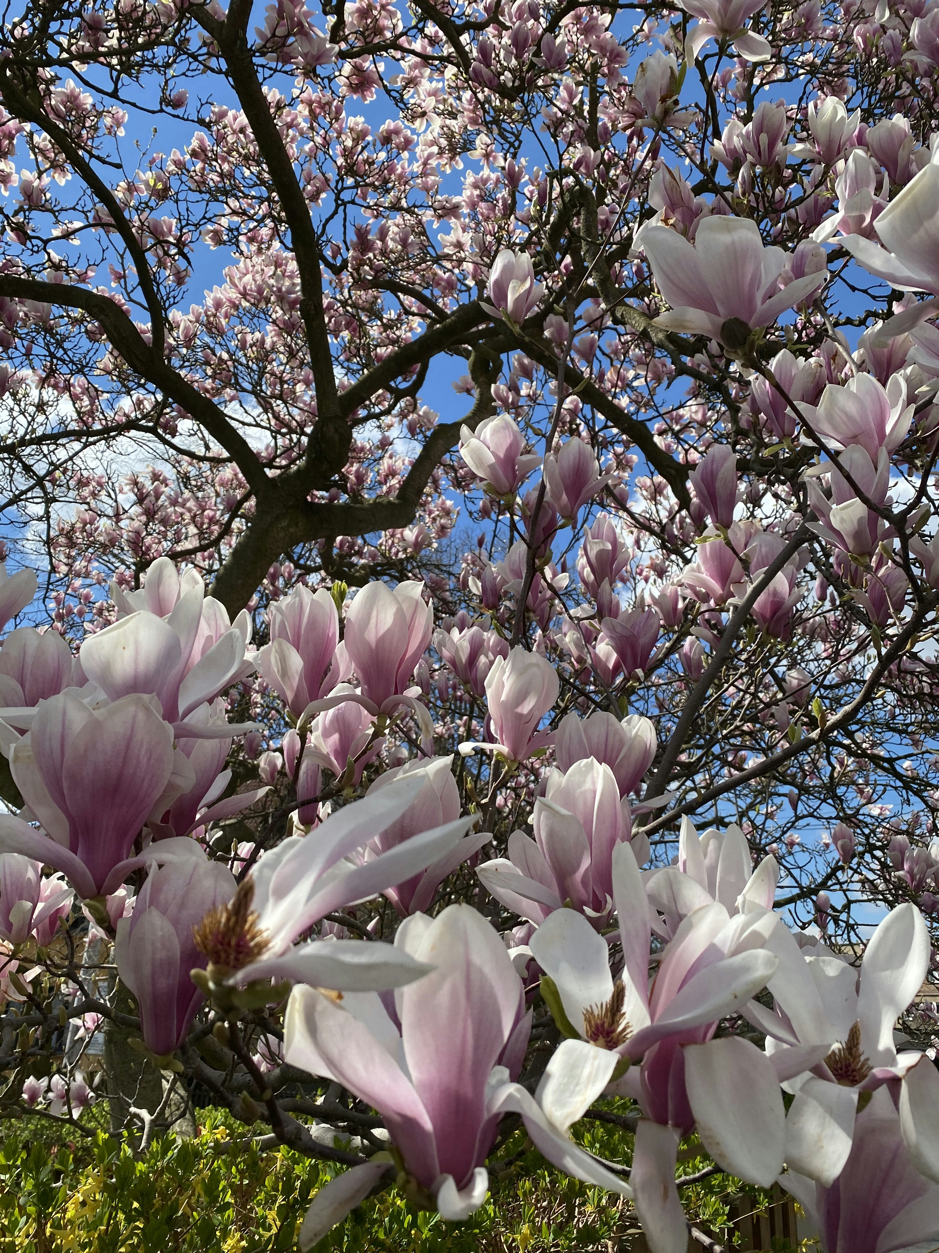 Photo by jkaragyaugova