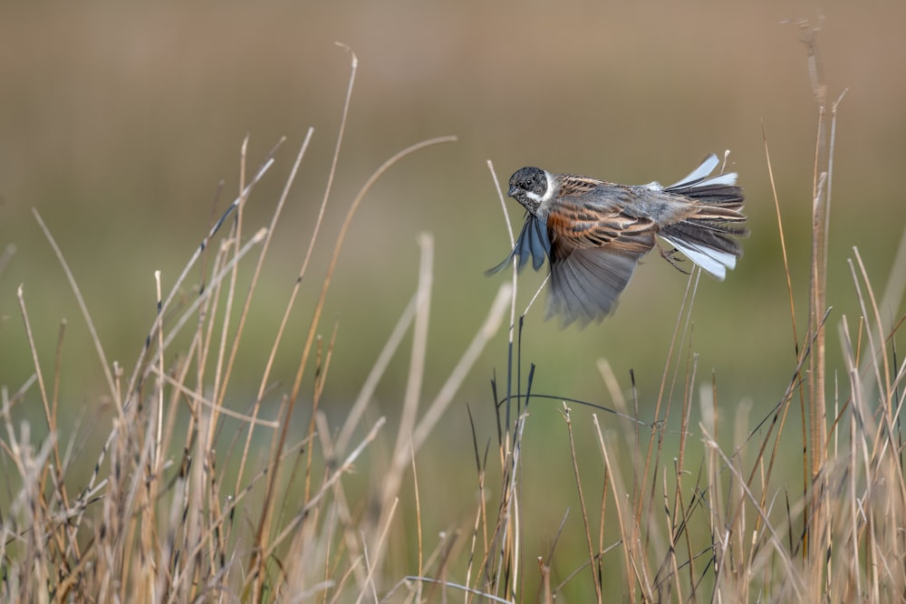 a small bird flying over a dry grass field