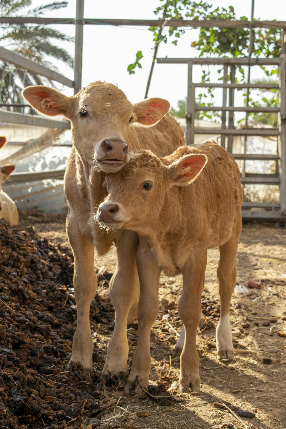 a couple of cows standing next to each other on a dirt field