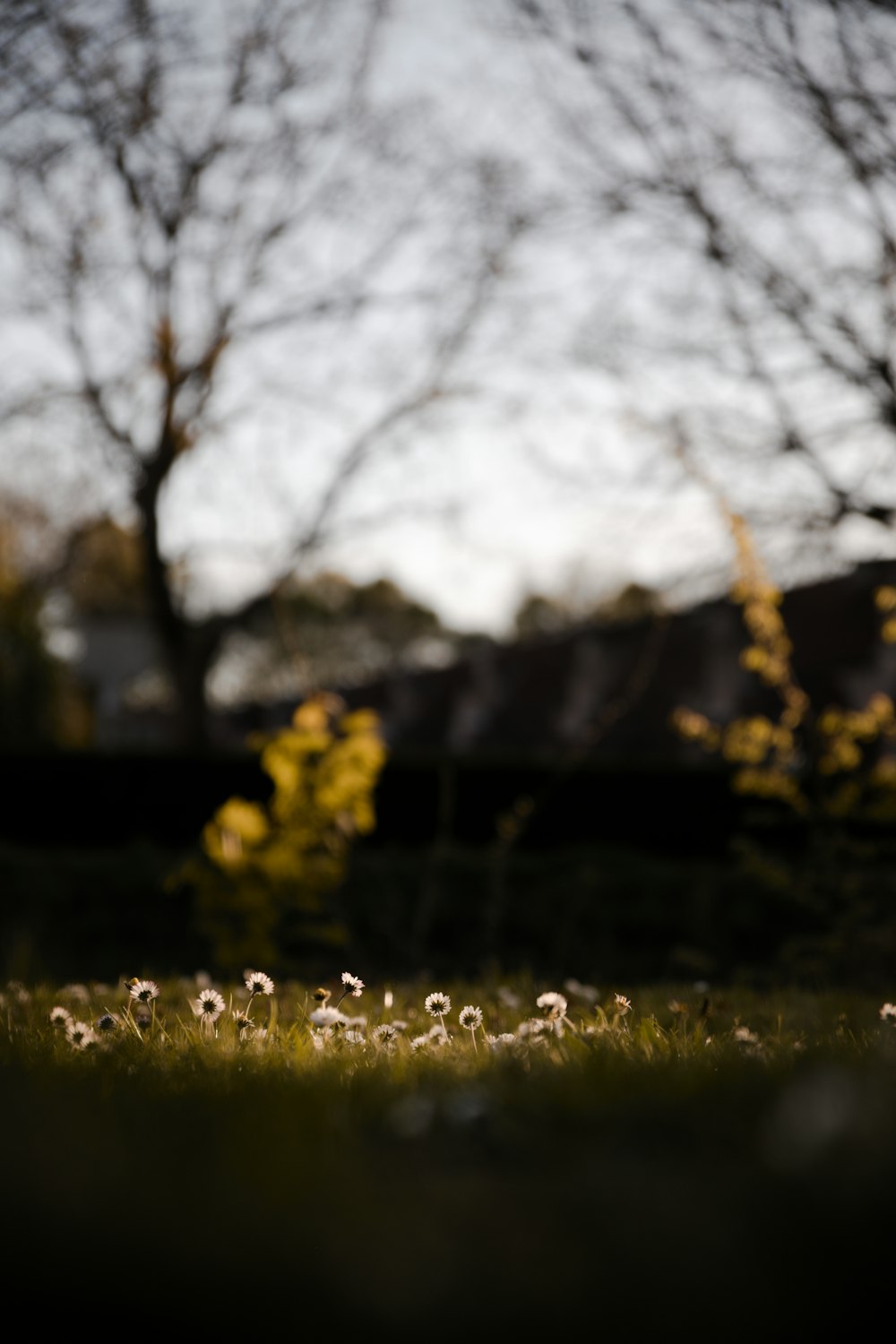 a bunch of dandelions in a field with a house in the background