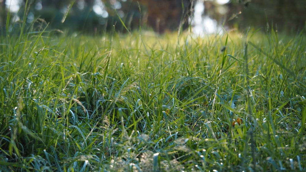 a field of grass with drops of water on it
