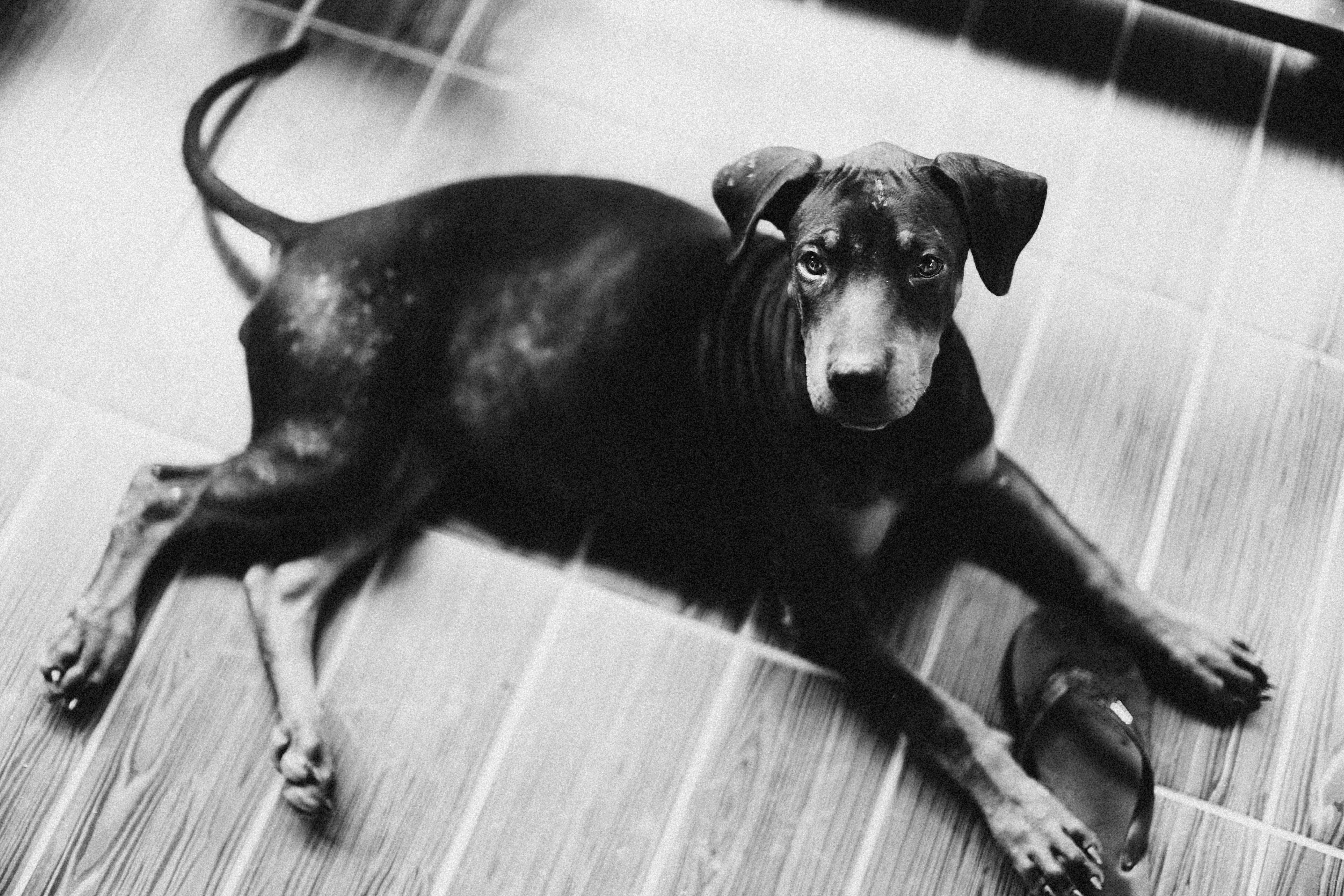 a black and white photo of a dog laying on the floor