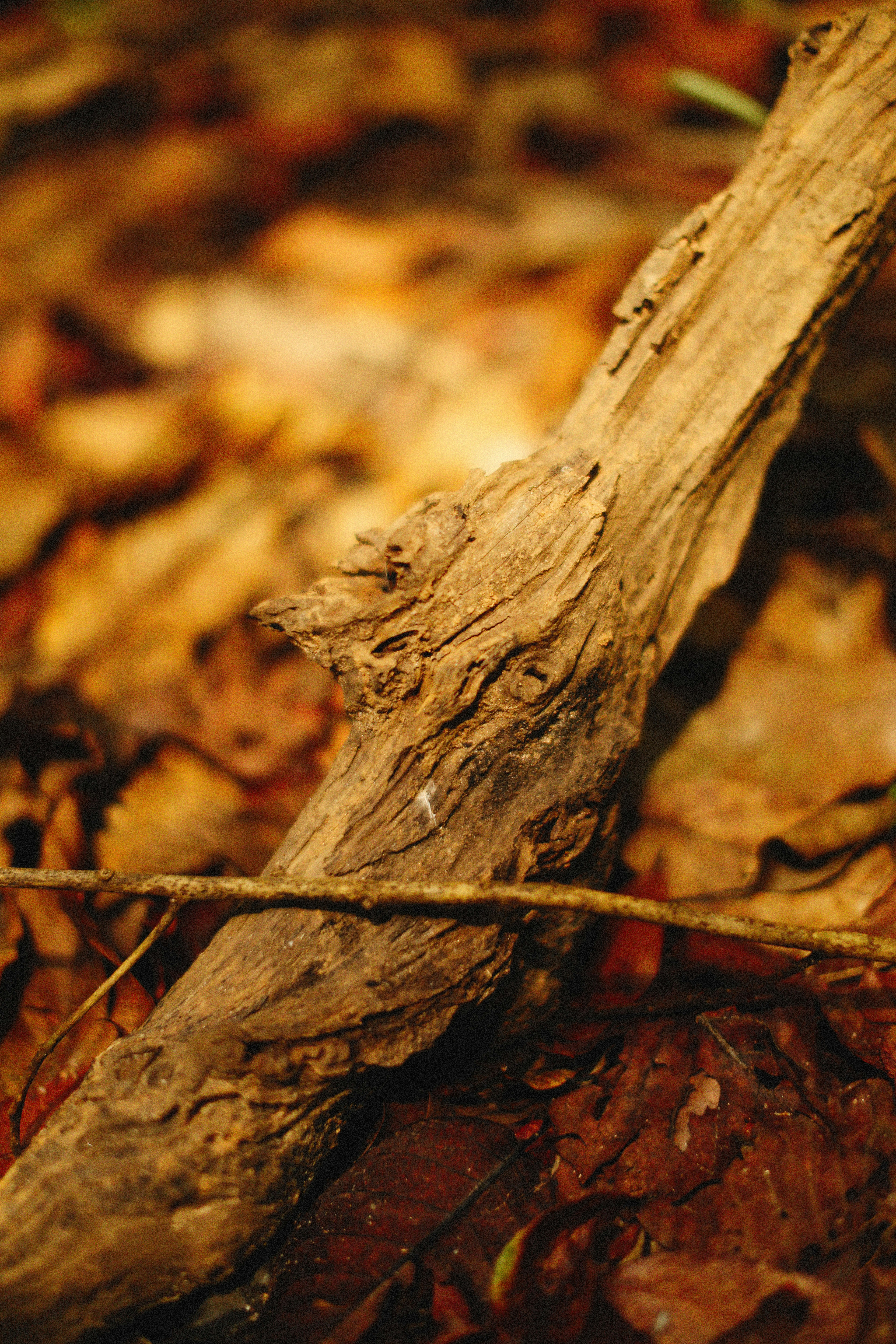 Photo by alexeydemidov