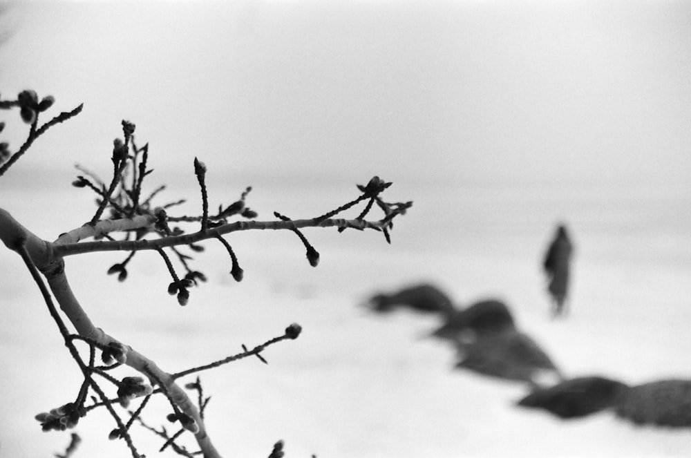 a black and white photo of birds flying over the water