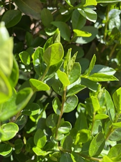 A close-up of vibrant leaves glistening in sunlight.