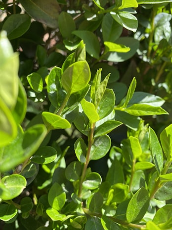 A close-up of lush green leaves glistening in the morning light.