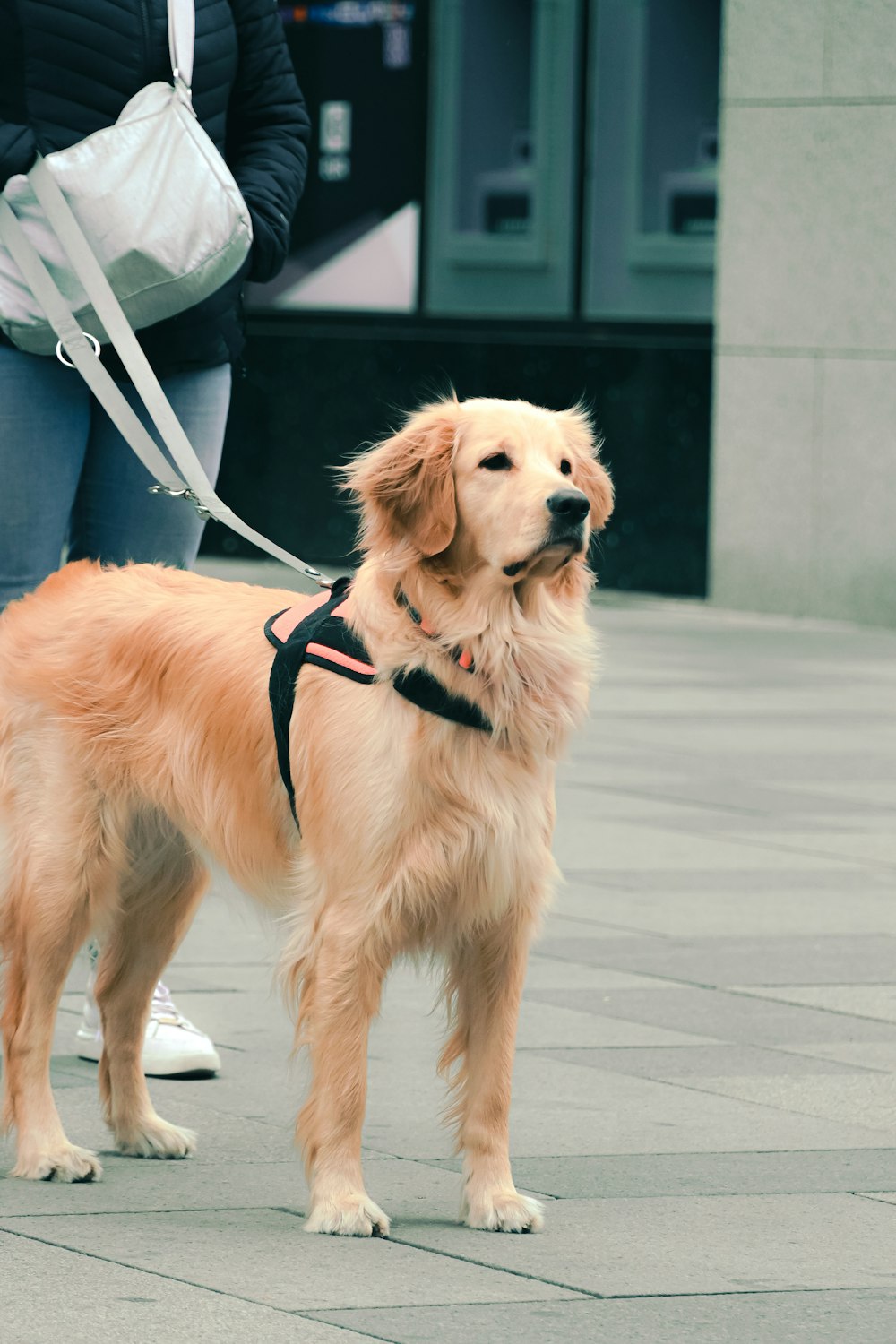 a woman walking a dog on a leash