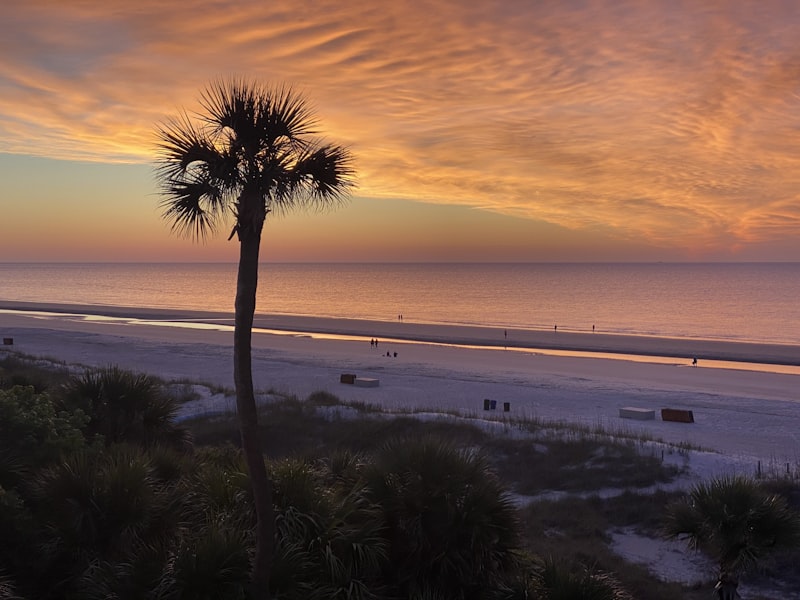 Palm tree silhouette at sunset on Hilton Head Island beach