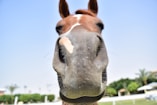 a close up of a horse's face with a sky background