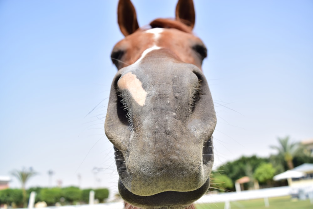 a close up of a horse's face with a sky background