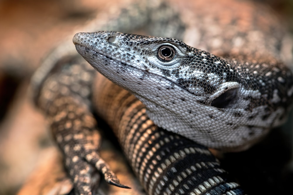 a close up of a lizard on a rock